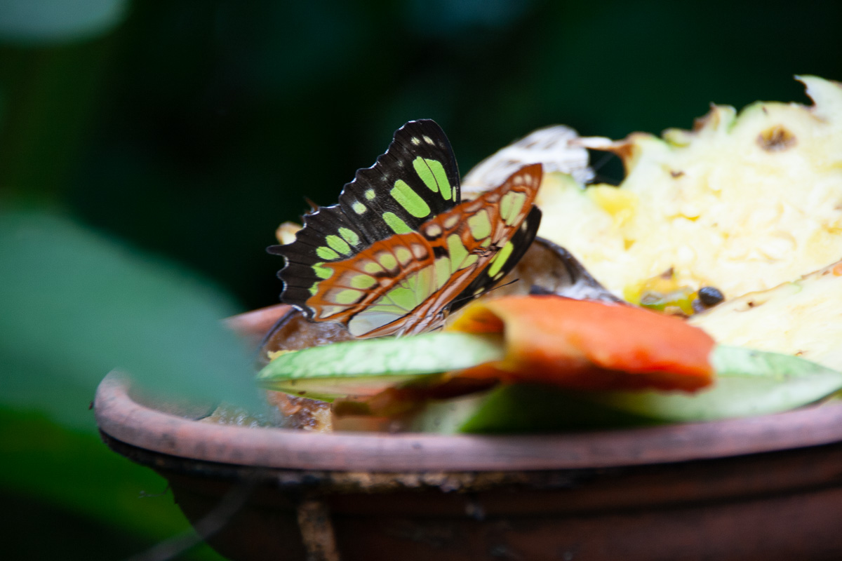 Schmetterling | Costa Rica