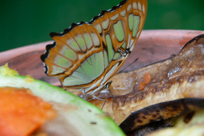 Schmetterling | Costa Rica