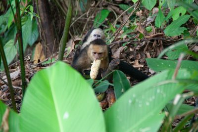 Kapuzineraffen | Costa Rica