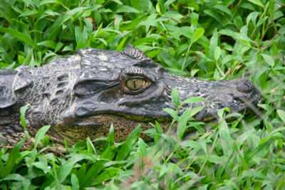 Krokodil | Costa Rica