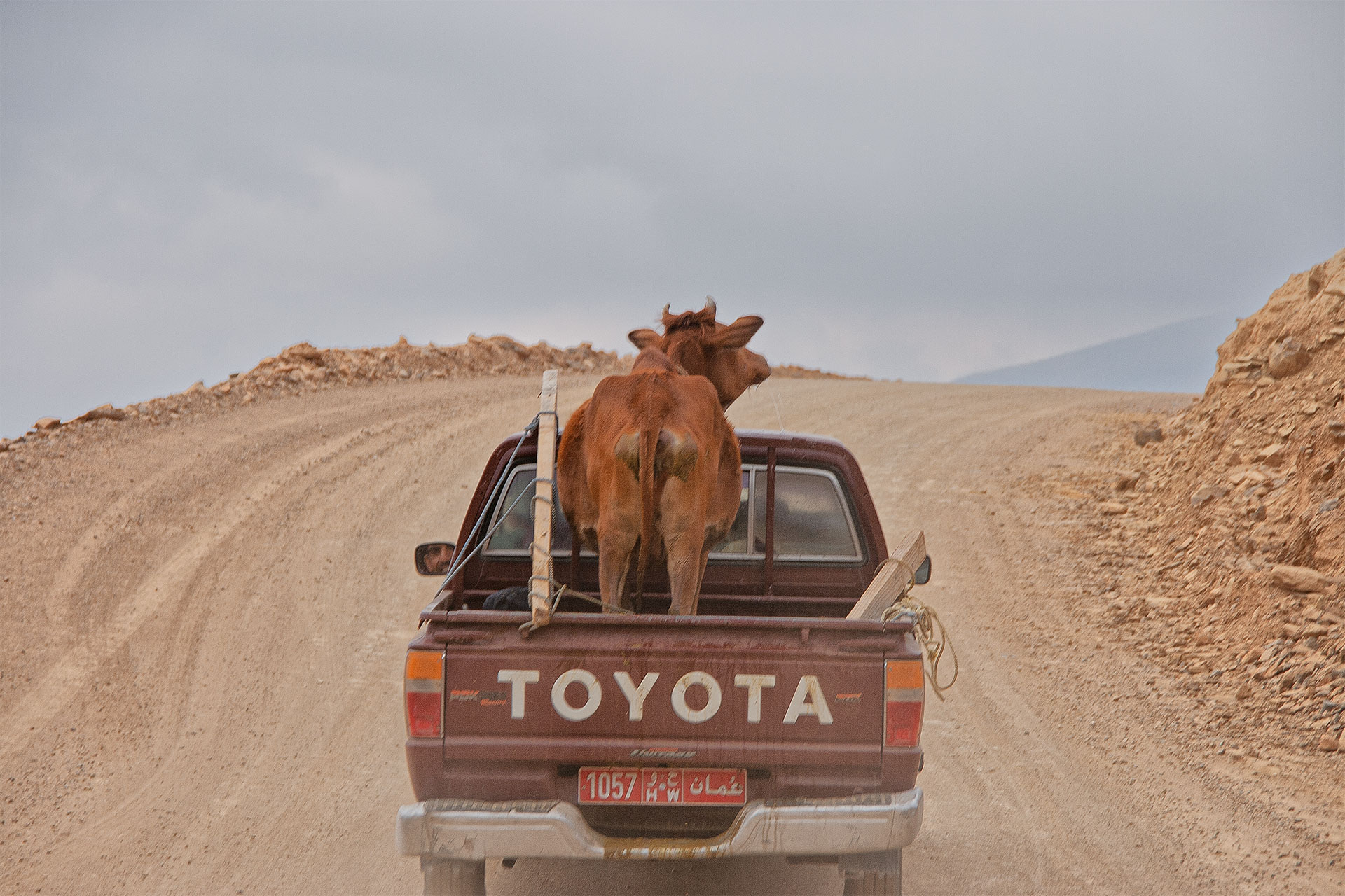 Kuh-Transport im Oman