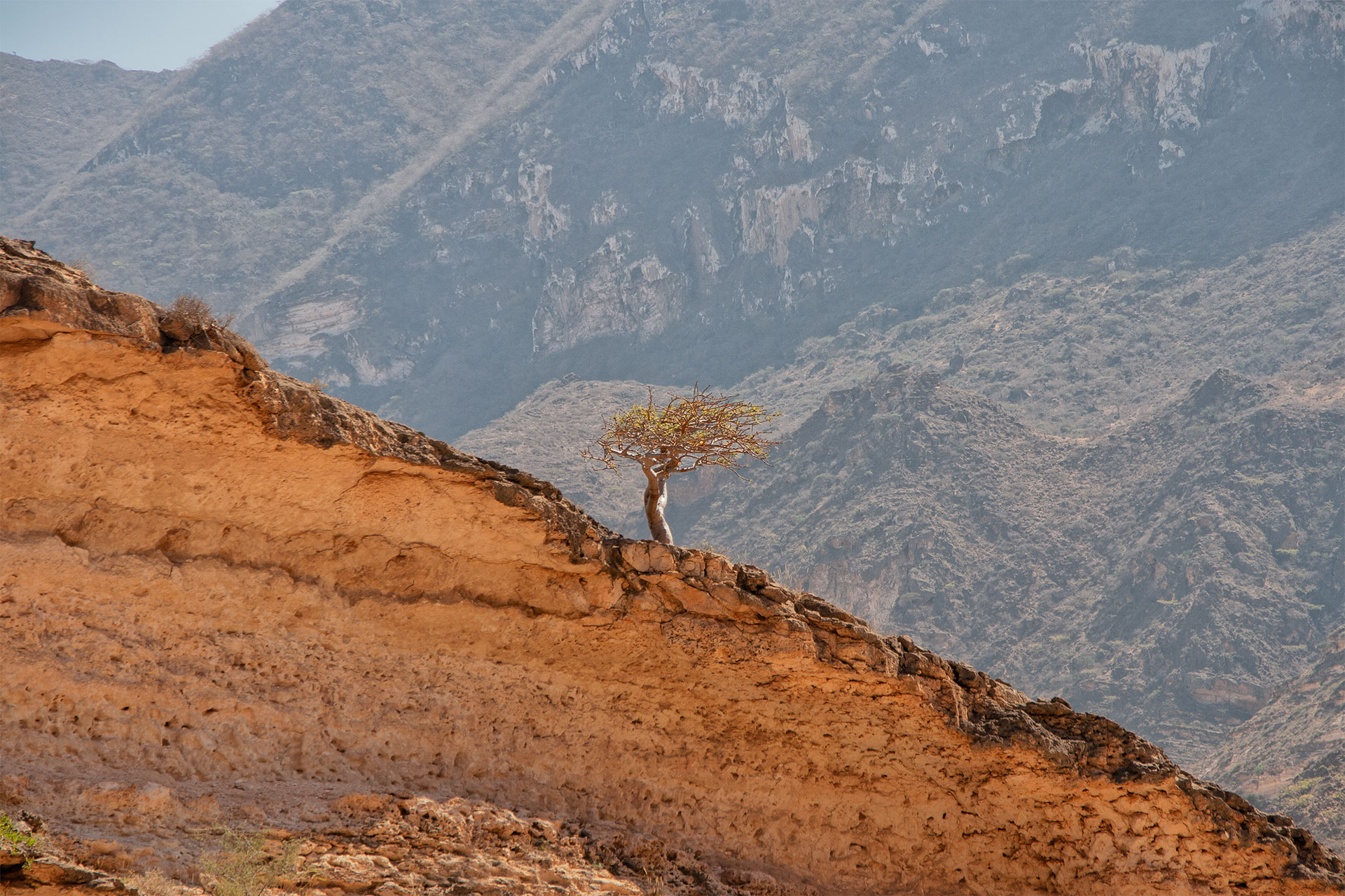 Weihrauchbaum in Felsental im Oman