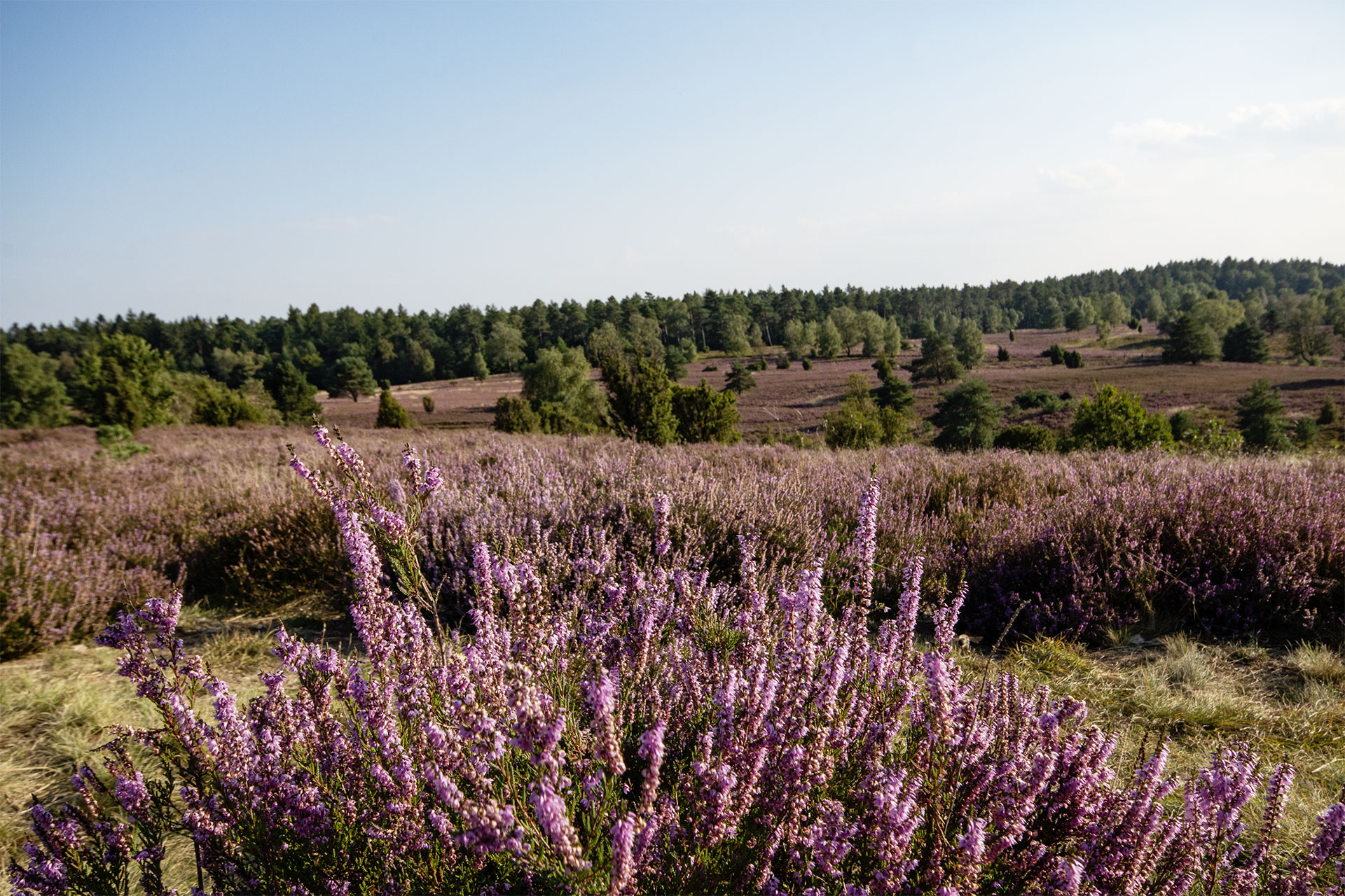 Lüneburger Heide / Bispingen