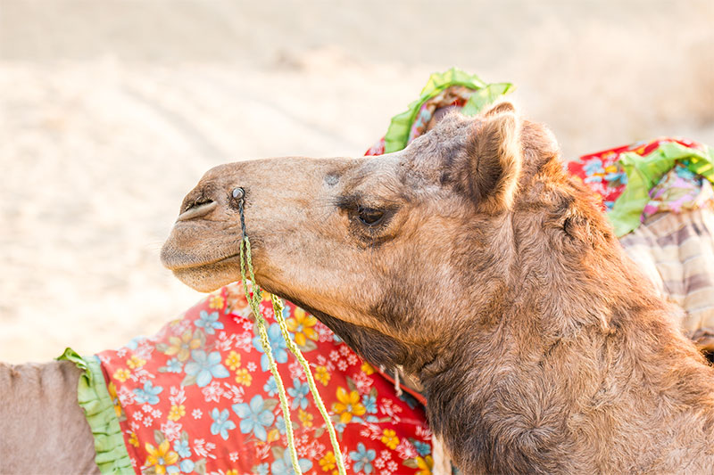 Camel in the dessert