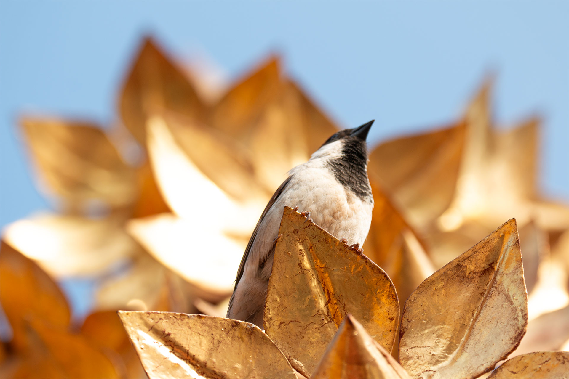 Bird on a golden roof