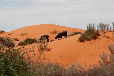 Buffalos in the dessert in  Namibia