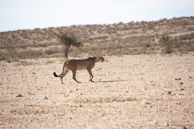 Leopard | Namibia