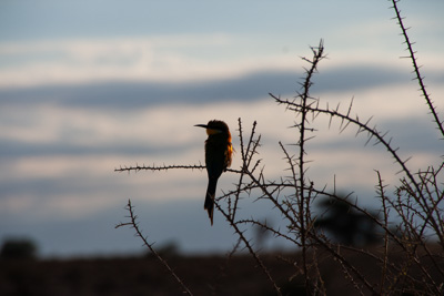 Vogel | Namibia