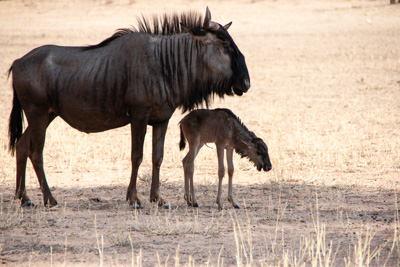 Gnus | Namibia