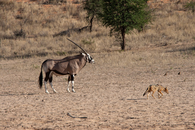 Prix und Wüstenfuchs | Namibia