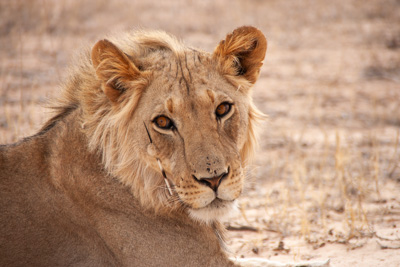 Löwin | Namibia