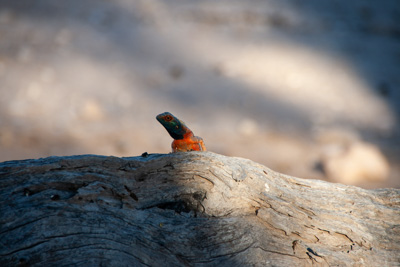 Lizzard | Namibia