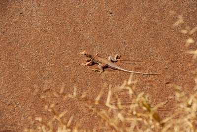 Wüsteneidechse | Namibia