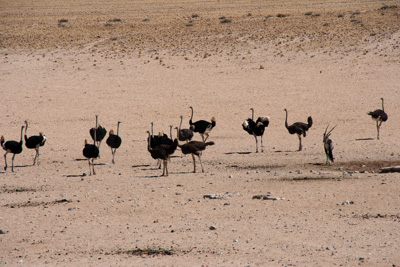 Emus und Orix | Namibia