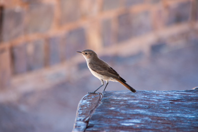 Vogel | Namibia