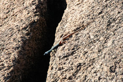 Lizzard | Namibia