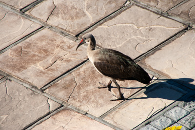 Vogel | Namibia