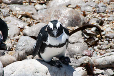 Pinguin | Südafrika