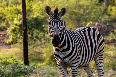 Zebra | Südafrika