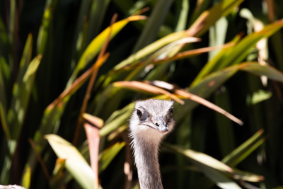 Emu | Südafrika