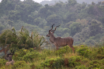 Kudu | Südafrika