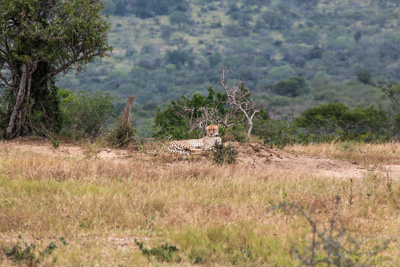 Leopard | Südafrika