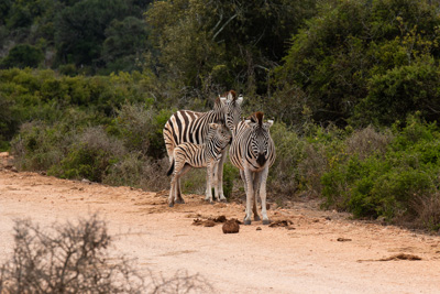 Zebras | Südafrika