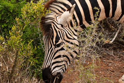 Zebra | Südafrika